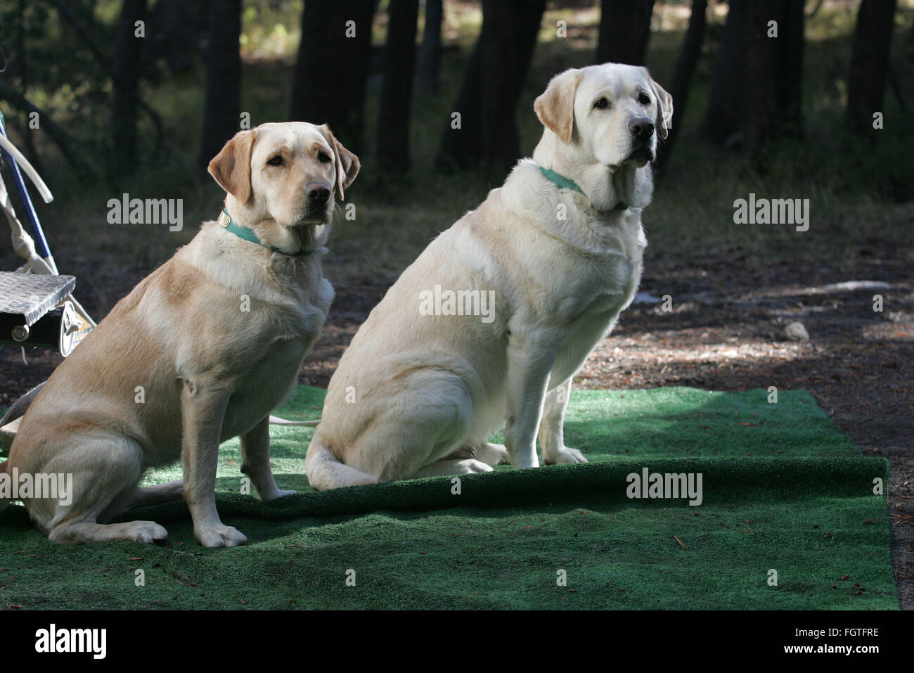 22 févr. 2016 - Yosemite National Park, Californie, États-Unis - Le labrador retriever est America's most popular race de chien pour la 25e année consécutive, l'American Kennel Club a annoncé lundi. 2007 Fichier du Scoutisme et Teddy regarder avec optimisme que les autres campeurs grill steak dans le Parc National Yosemite. Quelques instants plus tard, un ours est apparu de derrière le camping-car, et, surpris de voir les chiens, s'est réfugié à la recherche comme un baril dévalant la colline..Photographe, Jebb, Harris a été vivant avec les Labradors depuis plus de 25 ans. (Crédit Image : © Jebb Harris via Zuma sur le fil) Banque D'Images