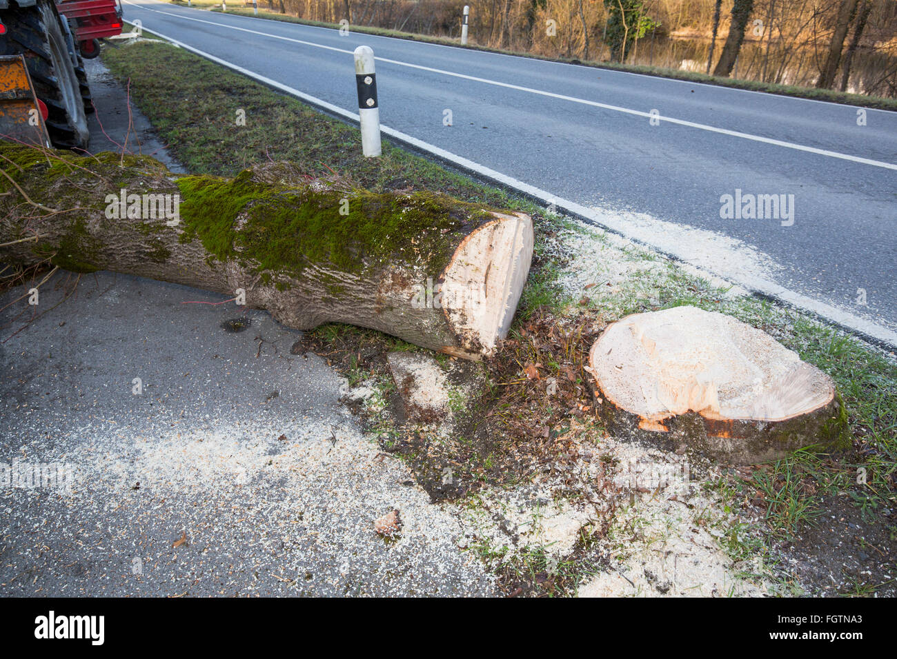 La coupe d'un arbre, d'un abattage le long d'une route, Baum, saurait Baumstamm, tronc d'arbre Banque D'Images