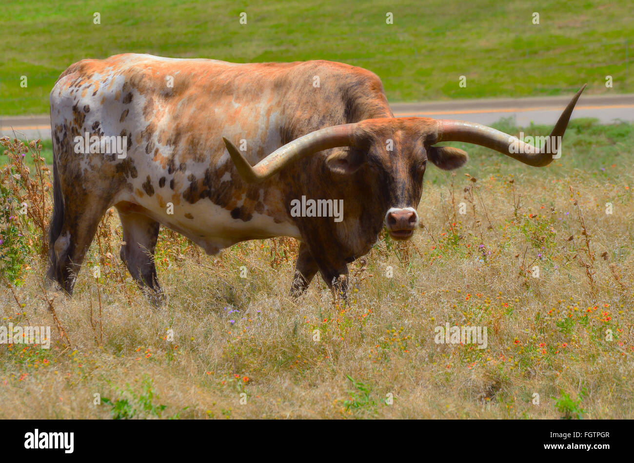 Texas Longhorn Banque D'Images