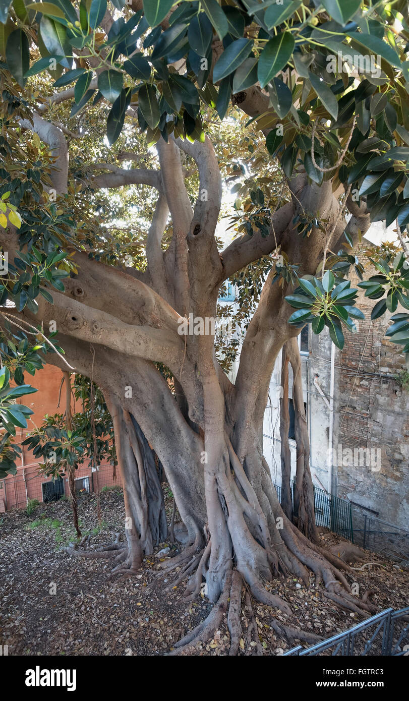 Vieux figuier, dans la vieille ville de La Pigna, Sanremo, Riviera, ligurie, italie Banque D'Images