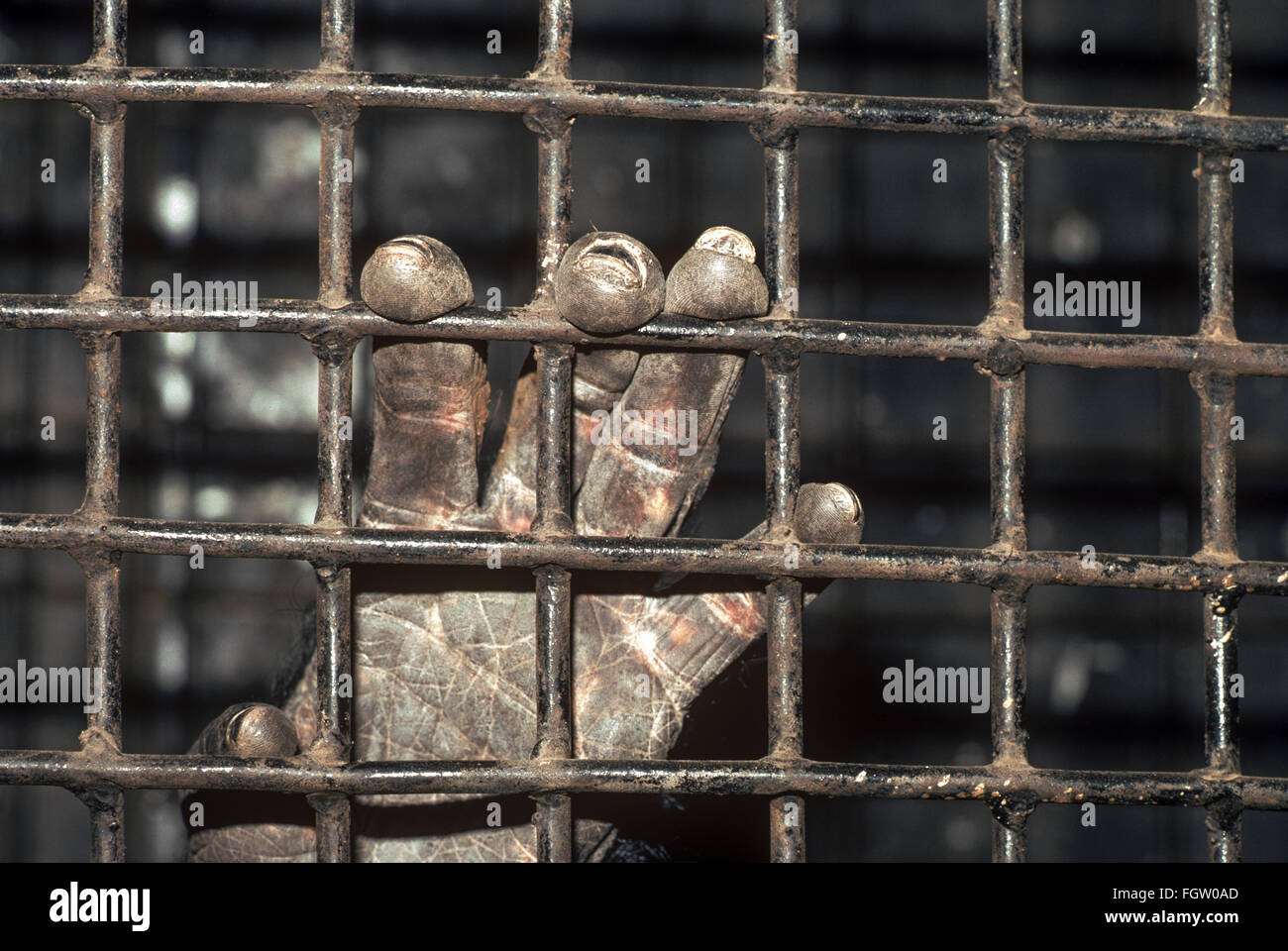Main de chimpanzé de cirque, Grand Cirque Royal, Bombay, Inde. Banque D'Images