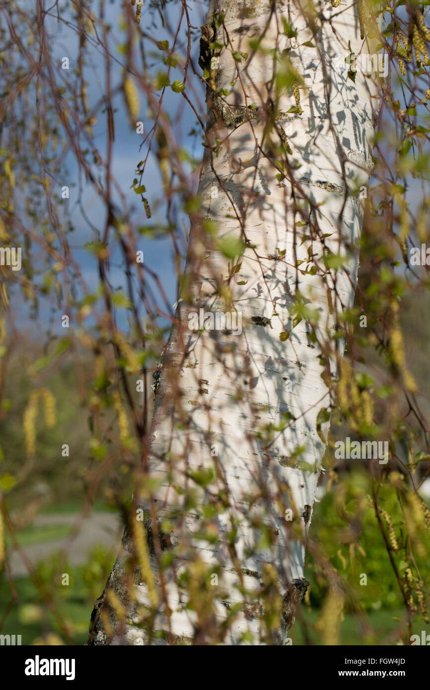 Bouleau blanc Betula pendula arbre ; Ecosse ; tronc UK Banque D'Images