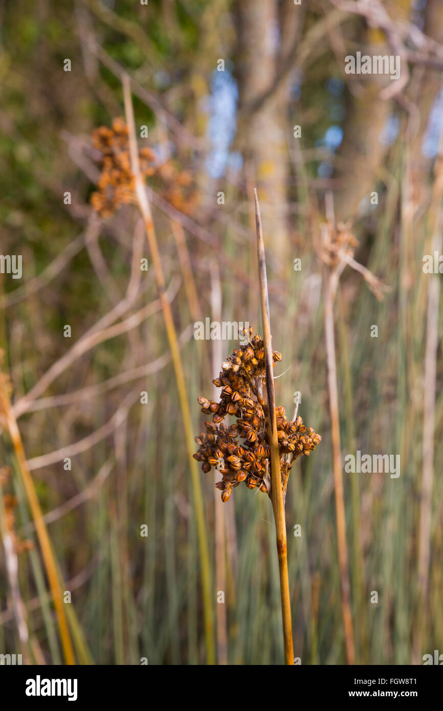 Rush Juncus acutus épineux ; fleurs ; Cornwall, UK Banque D'Images