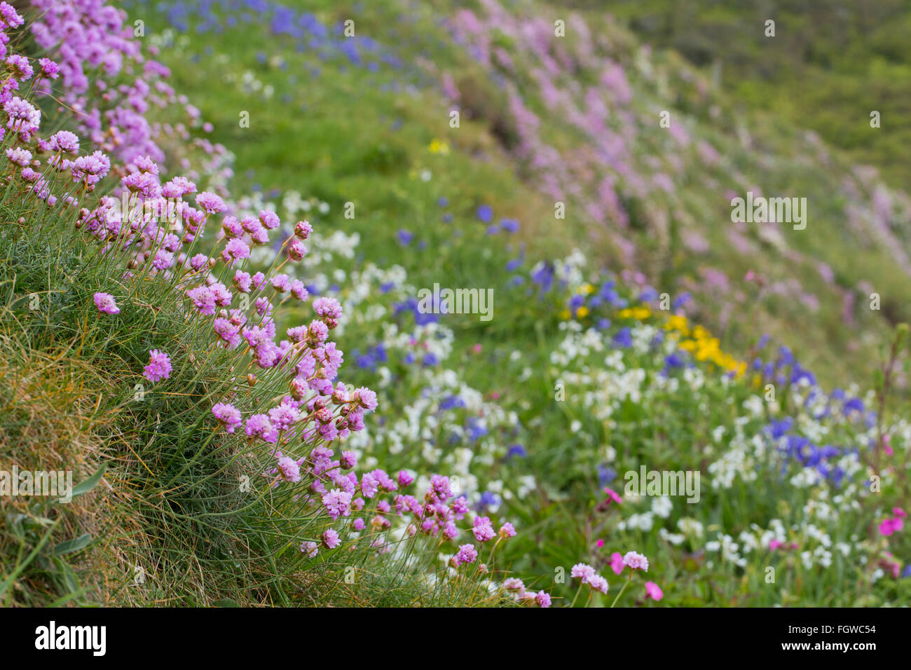 Thrift Armeria maritima ; avec des fleurs côtières Cornwall, UK Banque D'Images