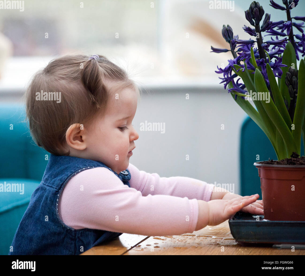 Jeune enfant jouant avec de l'eau dans la soucoupe sous le pot de jacinthes en pot en mettant les mains dans l'eau Banque D'Images