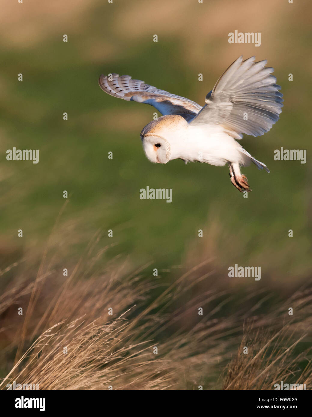 Wild Effraie des clochers Tyto alba planant au-dessus de proie sur Norfolk prairies dans la lumière du soleil du matin Banque D'Images