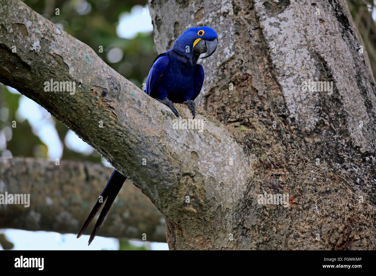 Papillon Bleu, Pantanal, Mato Grosso, Brésil, Amérique du Sud / (Anodorhynchus hyacinthinus) Banque D'Images