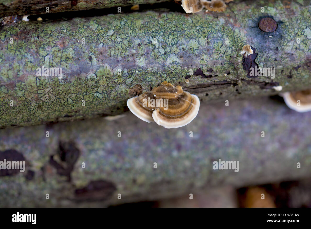 Ganoderma lucidum sur un tronc d'arbre mort Banque D'Images