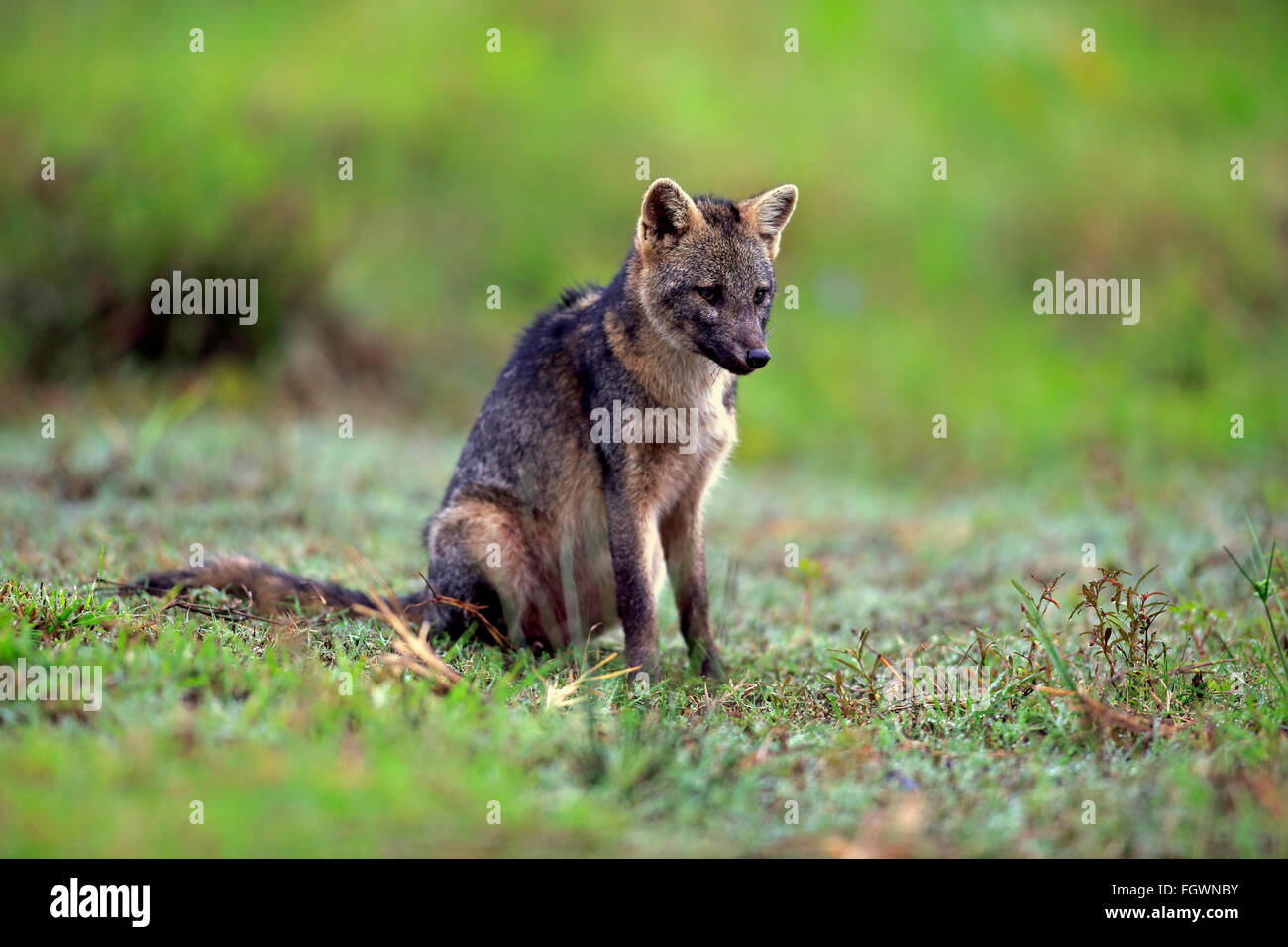 Crab-Eating Fox, Pantanal, Mato Grosso, Brésil, Amérique du Sud / (Cerdocyon thous) Banque D'Images