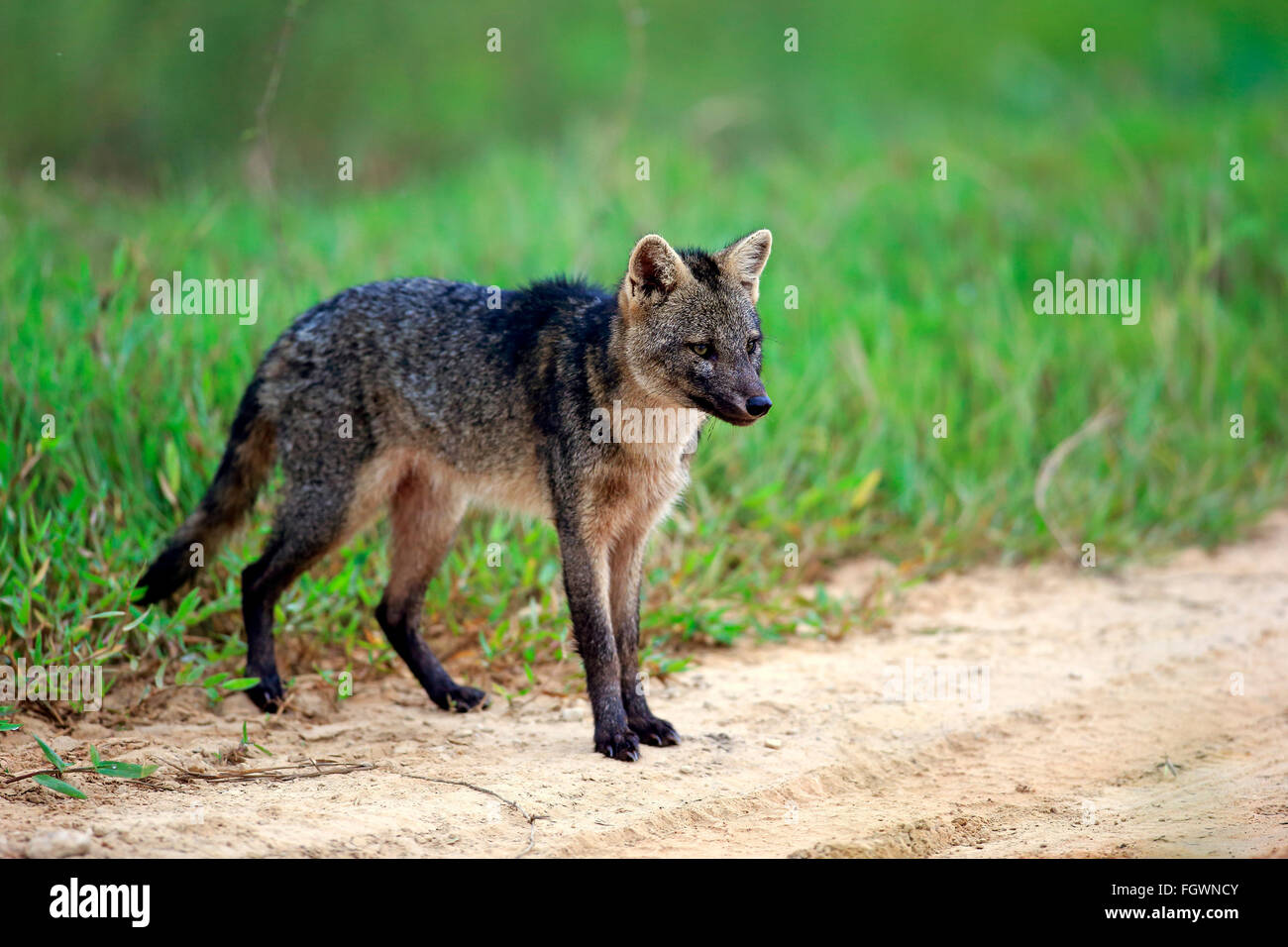 Crab-Eating Fox, Pantanal, Mato Grosso, Brésil, Amérique du Sud / (Cerdocyon thous) Banque D'Images