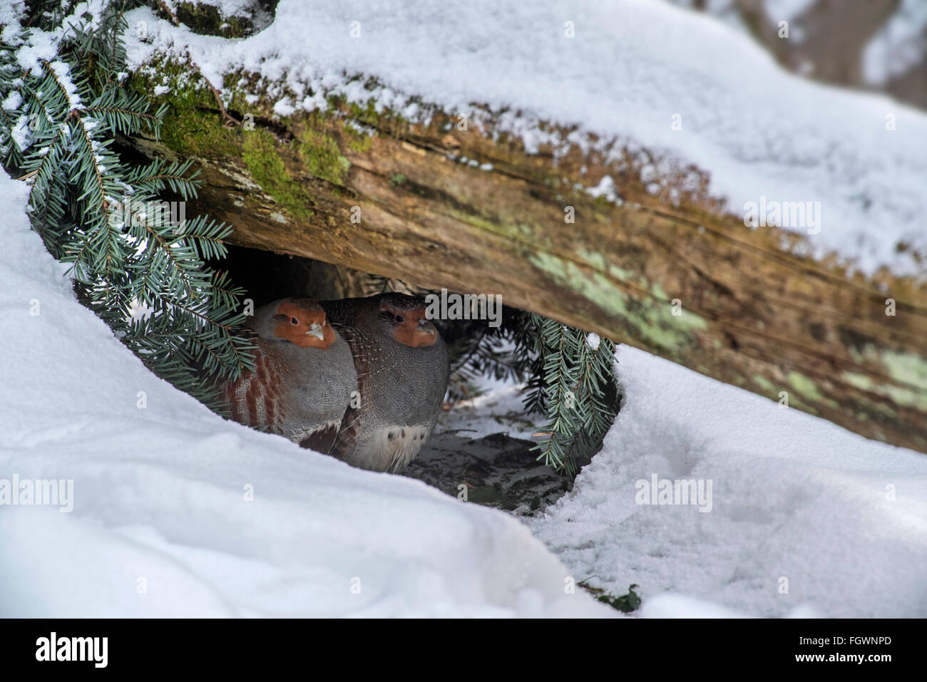 Perdrix grise perdrix / Anglais (Perdix perdix) couple cherchant refuge sous ouvrir une session dans la neige en hiver pendant le froid Banque D'Images