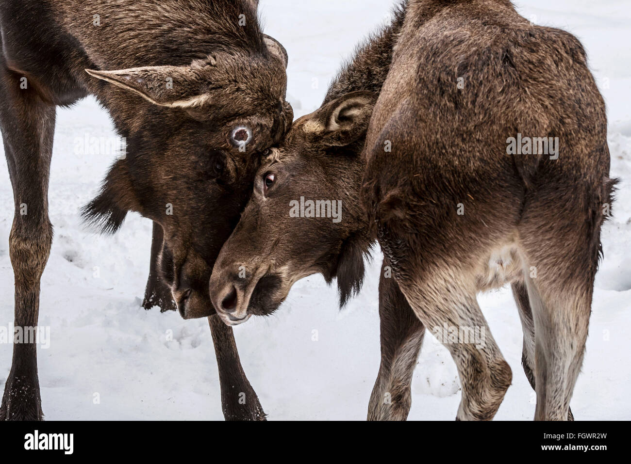 Elk / orignal (Alces alces) jouer avec bull calf par headbutting dans la neige en hiver Banque D'Images