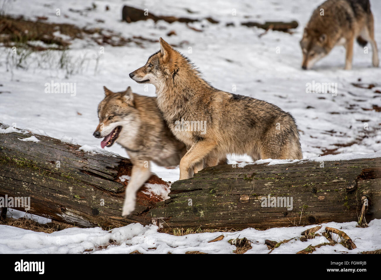 Le loup gris / grey wolf (Canis lupus) pack sur la chasse enjambant tombé tronc de l'arbre dans la neige en hiver Banque D'Images