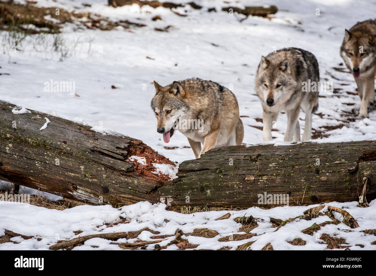 Le loup gris / grey wolf (Canis lupus) pack sur la chasse enjambant tombé tronc de l'arbre dans la neige en hiver Banque D'Images