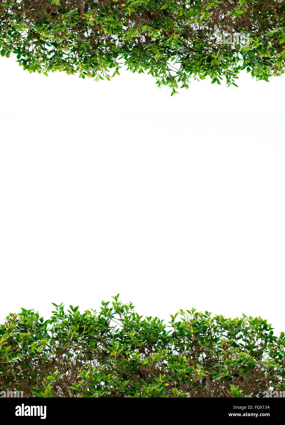 Image feuilles vertes sur fond blanc avec place pour le texte Banque D'Images