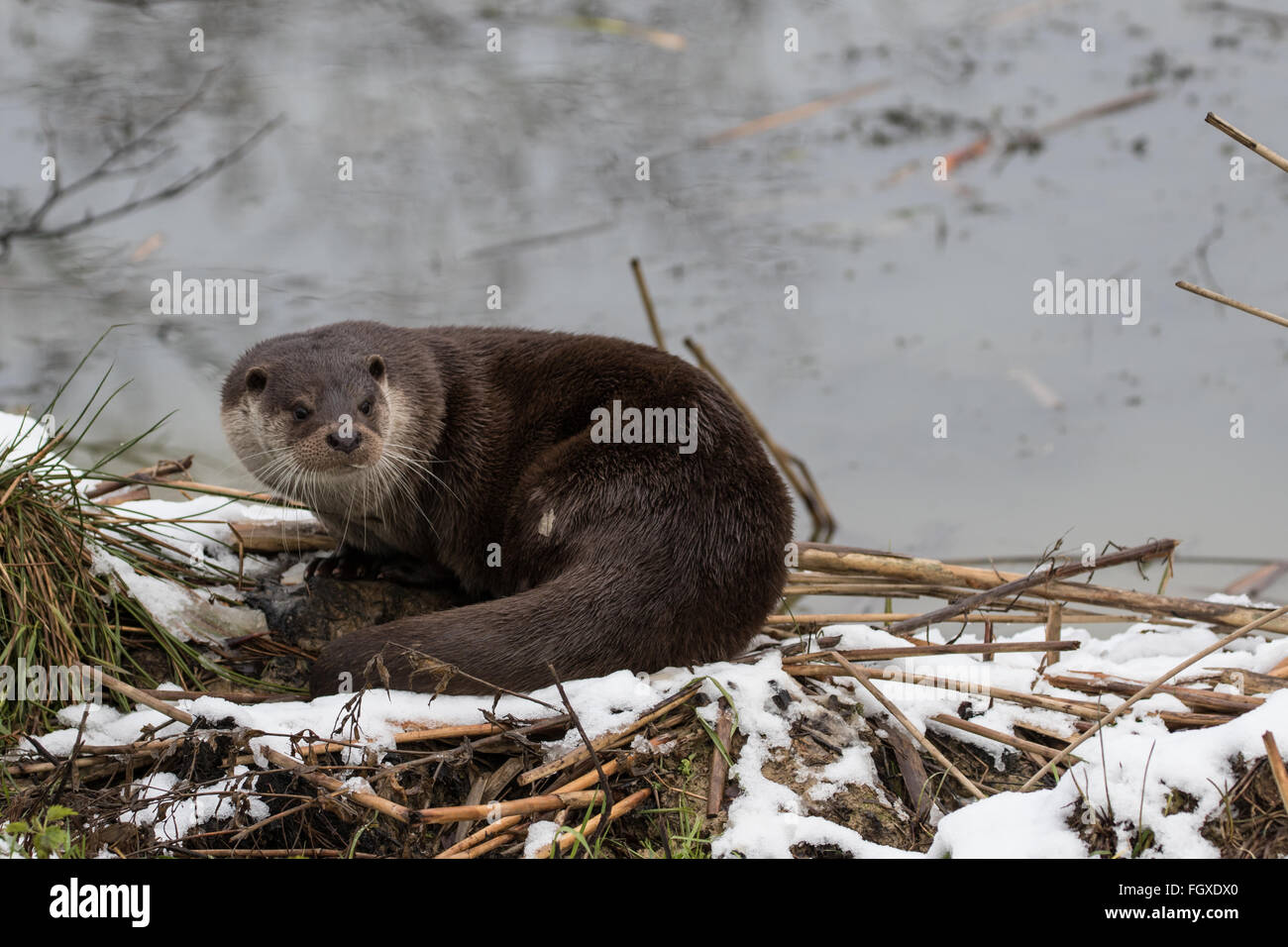 Otter sur les bords de la rivière. En hiver. La neige légère sur l'herbe. Banque D'Images