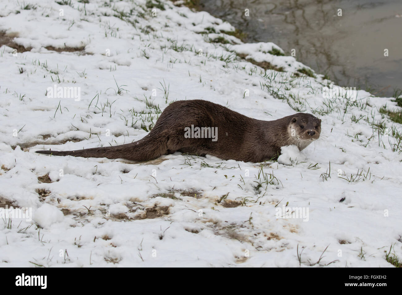 Otter sur les bords de la rivière. En hiver. La neige légère sur l'herbe. Banque D'Images