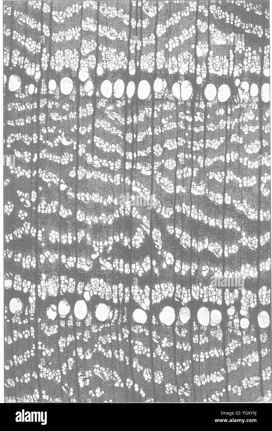 Un manuel de 1908 détaillant l'histoire naturelle et les utilisations industrielles de divers types de bois, en mettant l'accent sur le bois utilisé dans le commerce. Le livre comprend des descriptions des propriétés du bois et de leurs applications pratiques. Banque D'Images
