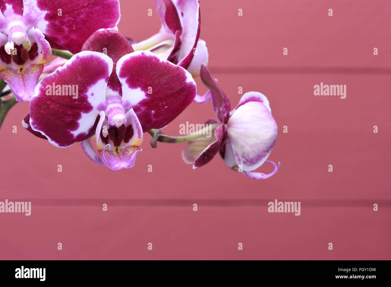 Fleurs orchidée violet sur fond de bois Banque D'Images Fleurs orchidée violet sur fond de bois Banque D'Images