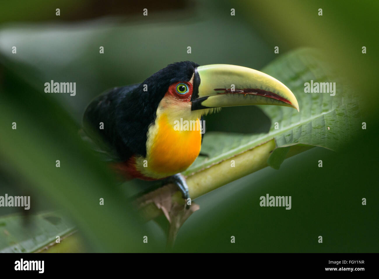 Un Toucan à ventre rouge (Ramphastos dicolorus) de la Forêt Tropicale Atlantique Banque D'Images