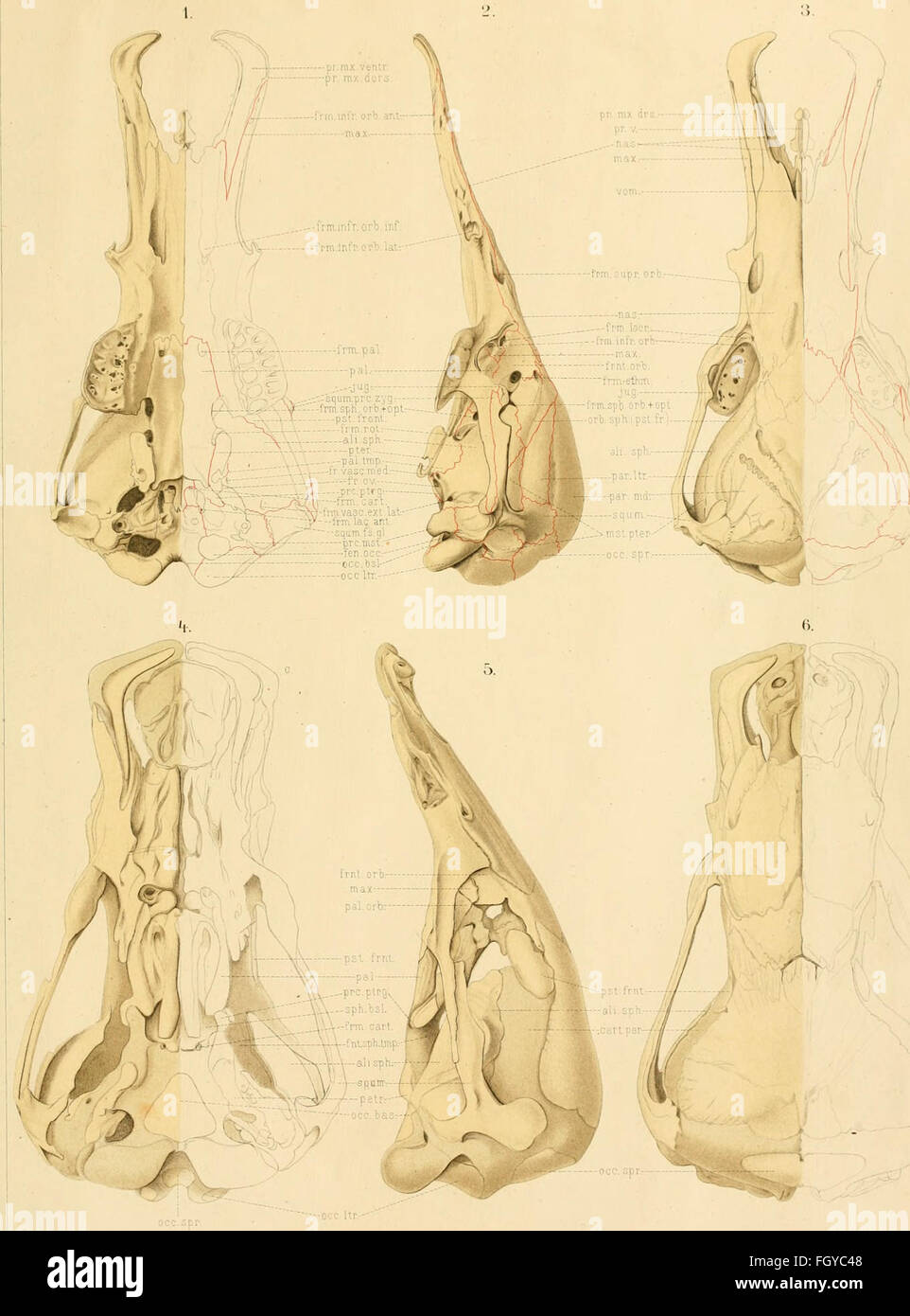 Ce travail de 1901 explore la structure crânienne des monotrèmes, offrant des informations précieuses sur l'anatomie comparative de ce groupe unique de mammifères pondeurs d'œufs. Banque D'Images