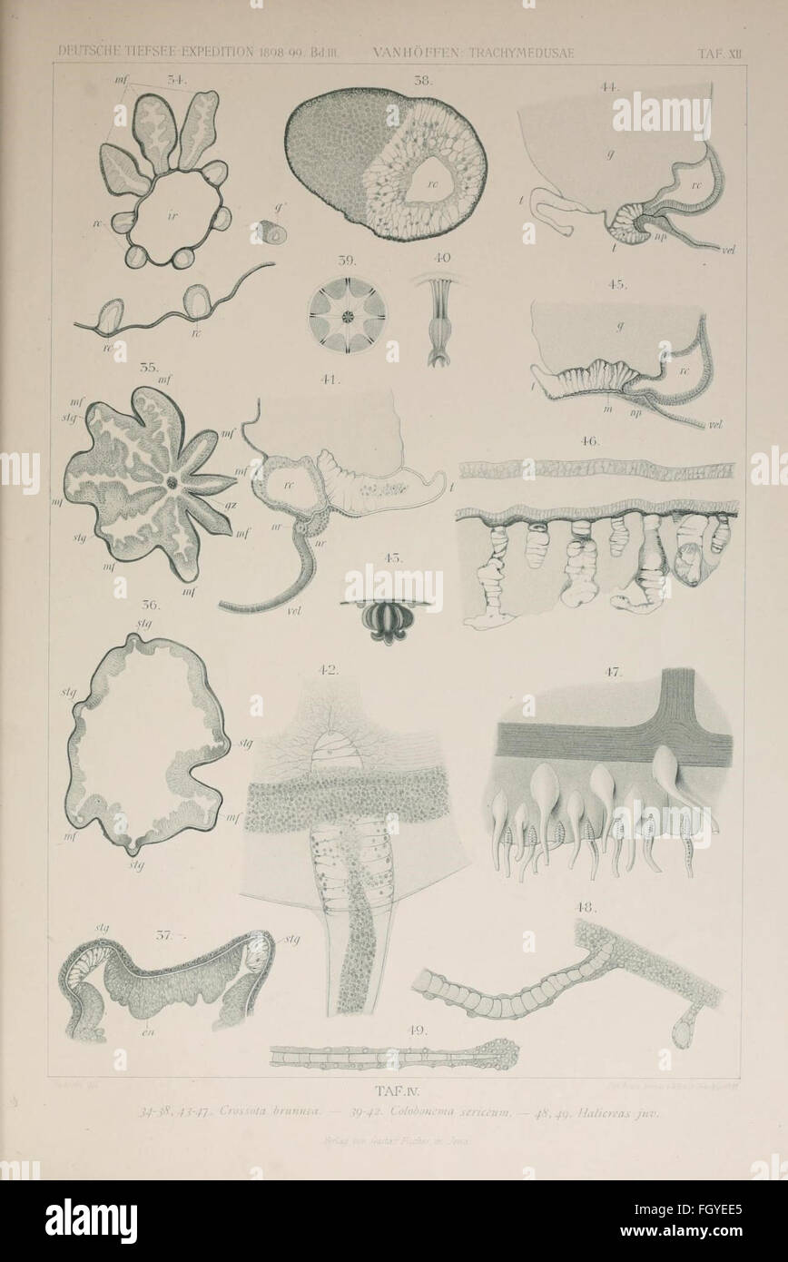 Die acraspeden Tiefsee-Expedition Medusen der deutschen 1898-1899 Banque D'Images