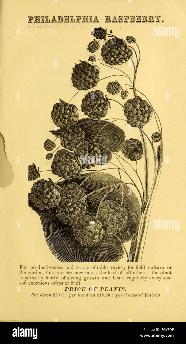 Dreer's catalogue descriptif de bulbes de fleurs et d'autres racines, avec les instructions de leur culture et de gestion Banque D'Images