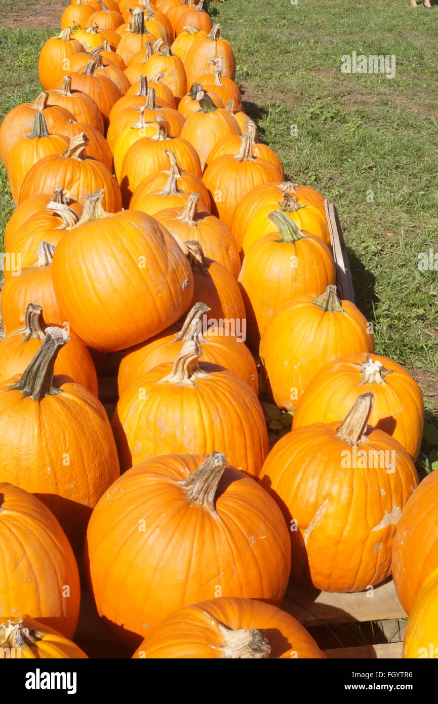 Quand il est temps pour l'automne, vous rendez la cueillette de citrouilles. Banque D'Images