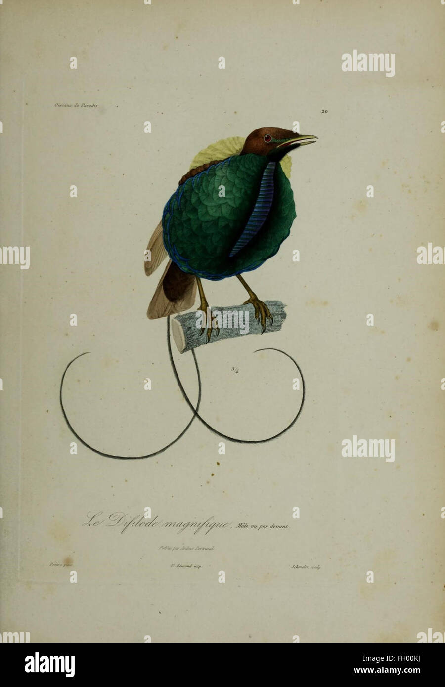 Ce travail sur l'histoire naturelle des oiseaux de paradis et des colibris présente des comptes rendus détaillés de ces espèces uniques, y compris leurs habitats, leurs comportements et leurs rôles écologiques. C’est une référence incontournable pour les ornithologues et les amateurs d’oiseaux. Banque D'Images