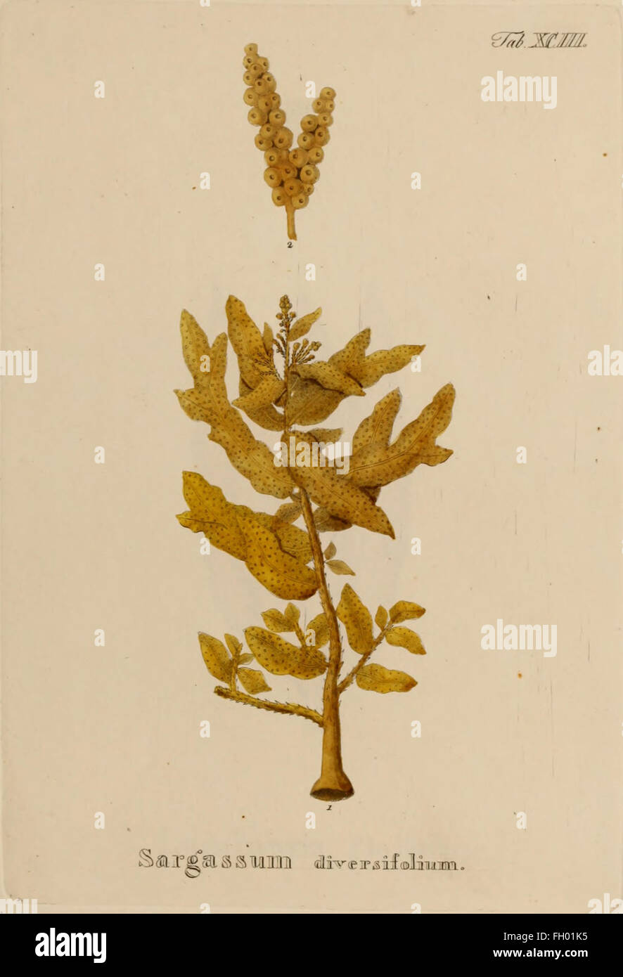 Cette œuvre de 1829 de Stefano delle Chiaie se concentre sur les plantes hydrophytes (plantes amoureuses de l'eau) du Royaume de Naples. Le livre comprend des illustrations détaillées et des descriptions des espèces végétales présentes dans les écosystèmes aquatiques de la région. Banque D'Images