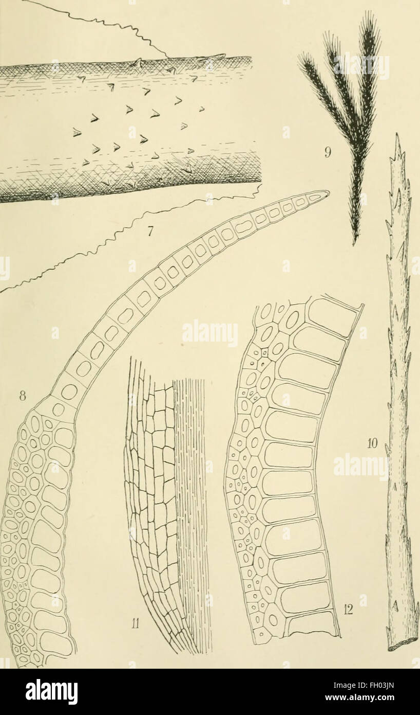 Une revue scientifique de 1905, intitulée Arkiv för Botanik, portait sur l'étude des plantes, leur classification et leur rôle dans les écosystèmes. Banque D'Images