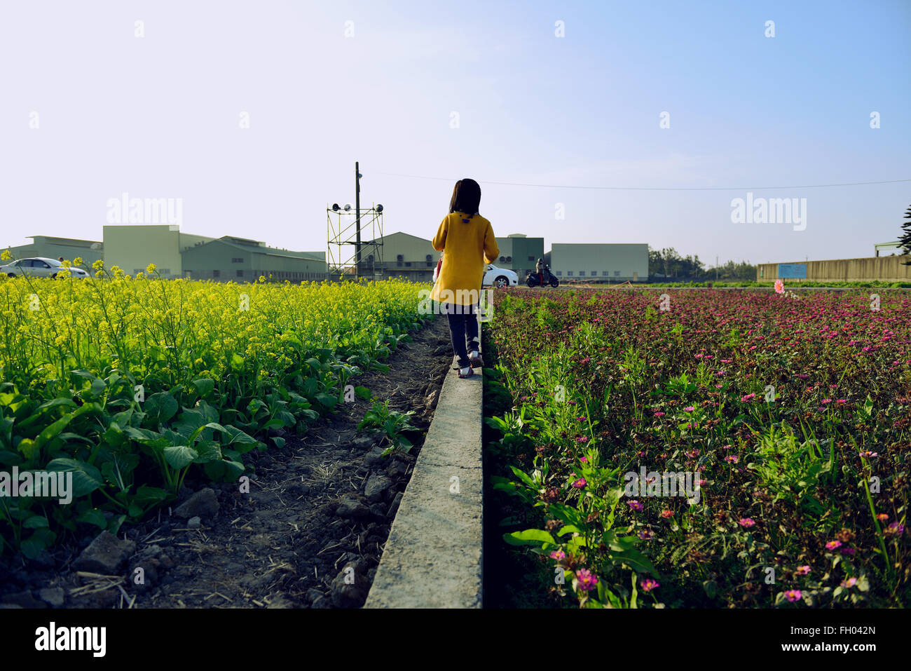 Une jeune fille marchait à travers la forêt respirer le parfum des pins à Taichung, Taiwan Banque D'Images