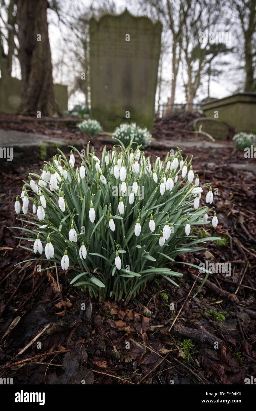 Perce-neige croître dans le cimetière de St Michael and All Angels Parish Church, Haworth, à la fin de l'hiver Banque D'Images