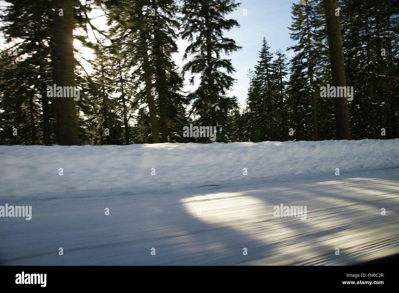 Route Mount Shasta, Californie, USA, recouvert de neige le long des deux côtés avec vue magnifique de grands conifères, ciel clair Banque D'Images