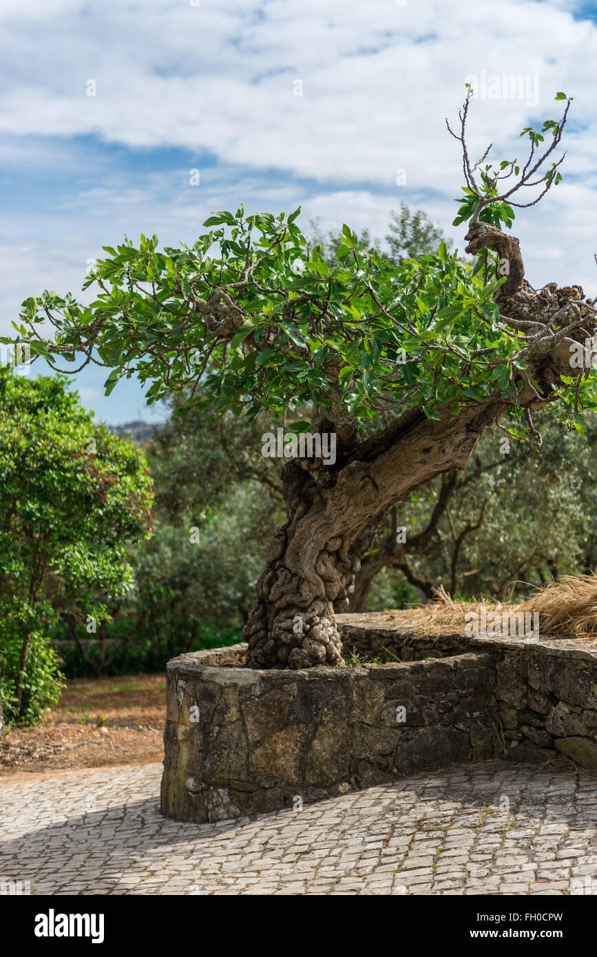 Fatima, Portugal, le 25 avril 2014 - arbre dans la ville natale de Jacinta Marto et Sœur Lucie, deux des trois jeunes bergers tha Banque D'Images