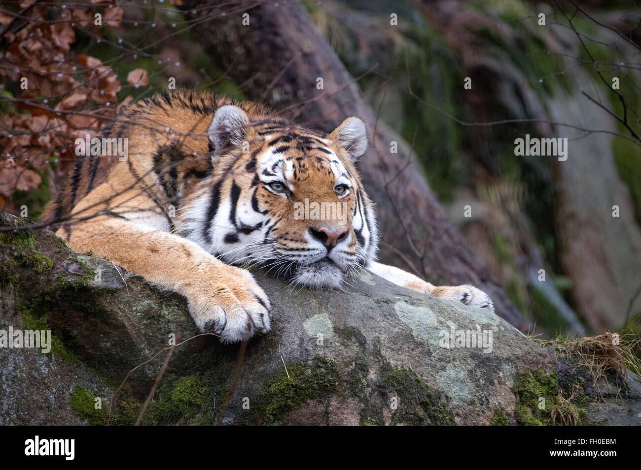 L'Amour (mâle) de Sibérie tiger sur rock, à s'ennuyer Banque D'Images