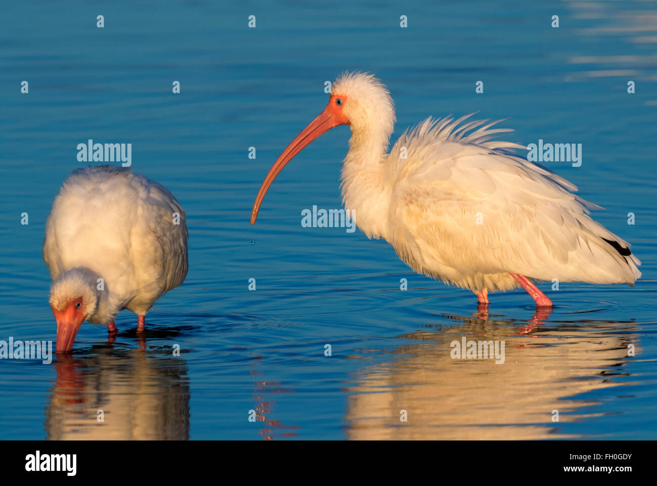 Ibis blanc (Eudocimus albus) sous le soleil du matin, Galveston, Texas, États-Unis. Banque D'Images