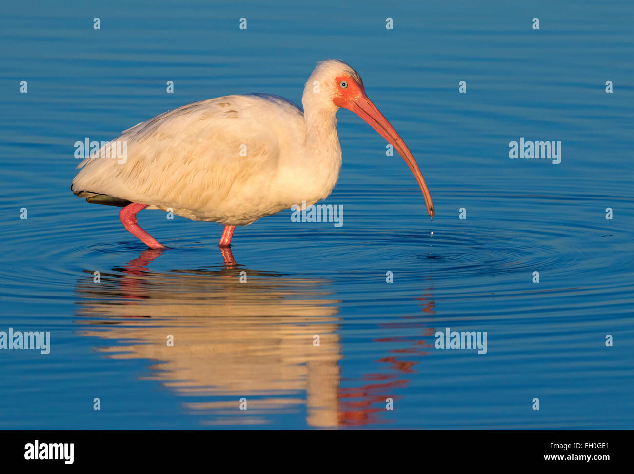 American Ibis blanc (Eudocimus albus) sous le soleil du matin, Galveston, Texas, États-Unis. Banque D'Images