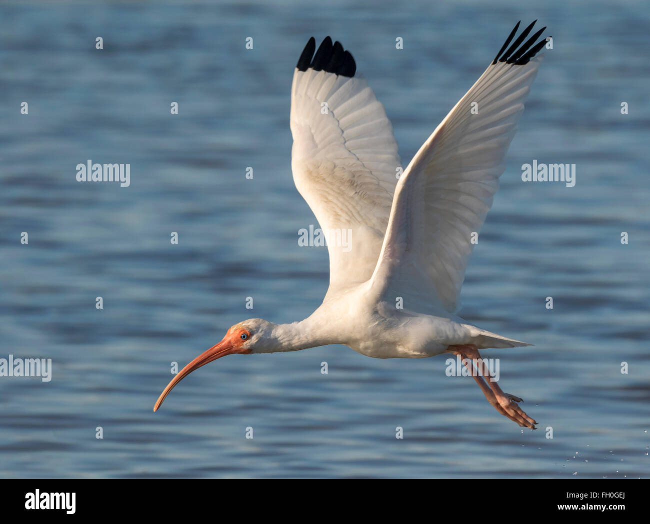 American Ibis blanc (Eudocimus albus) survolant tidal marsh, Galveston, Texas, États-Unis. Banque D'Images