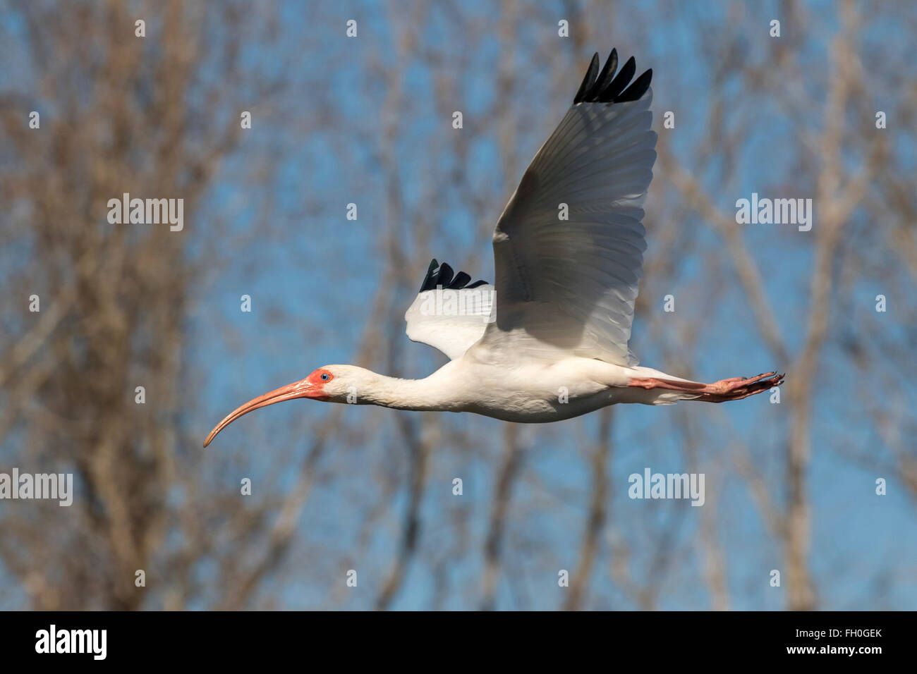 American Ibis blanc (Eudocimus albus), volant au-dessus d'une forêt, lac Brazos Bend State Park, Needville, Texas, USA. Banque D'Images