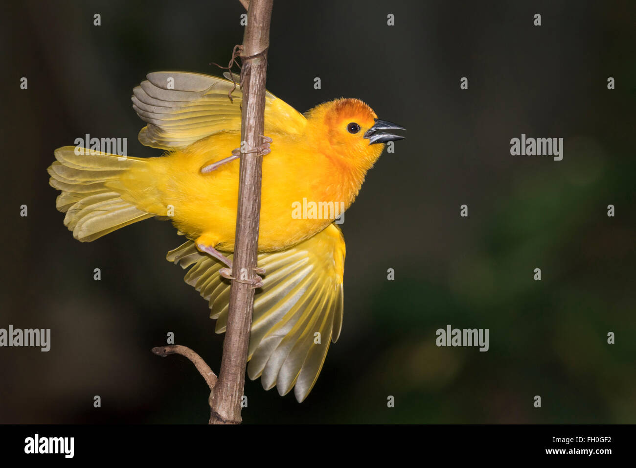 Taveta golden weaver (Ploceus castaneiceps), captive (originaire d'Afrique de l'Est) Banque D'Images