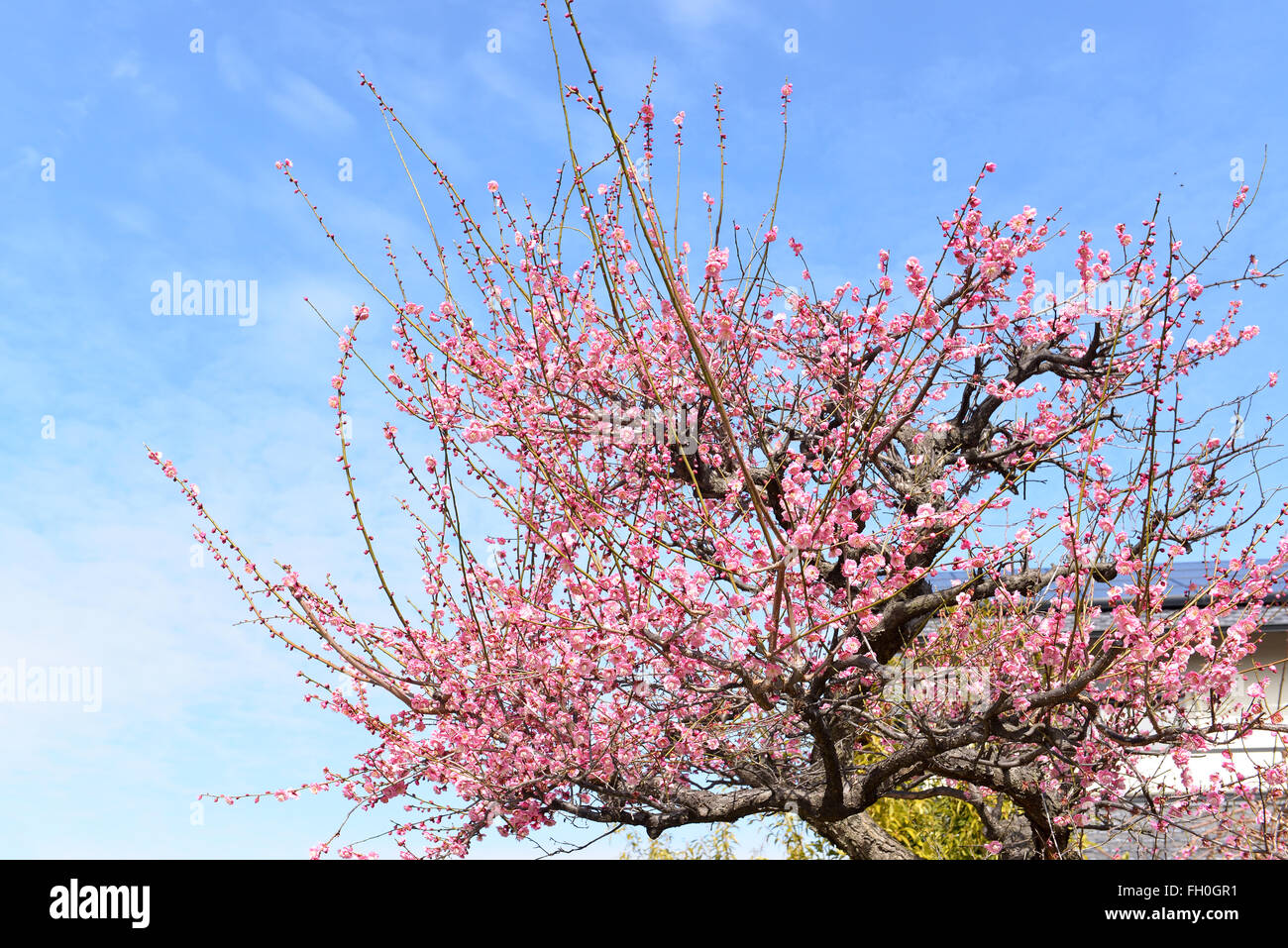 Prunier en fleurs.Printemps à Nagoya, Japon.Printemps Banque D'Images