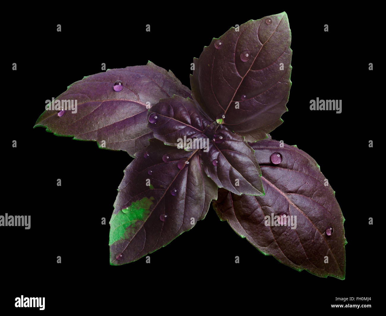 Violet frais BASILIC (Ocimum basilicum aquifolium) feuilles couvertes de gouttes d'eau. Chemin de détourage, l'infinie profondeur de champ Banque D'Images