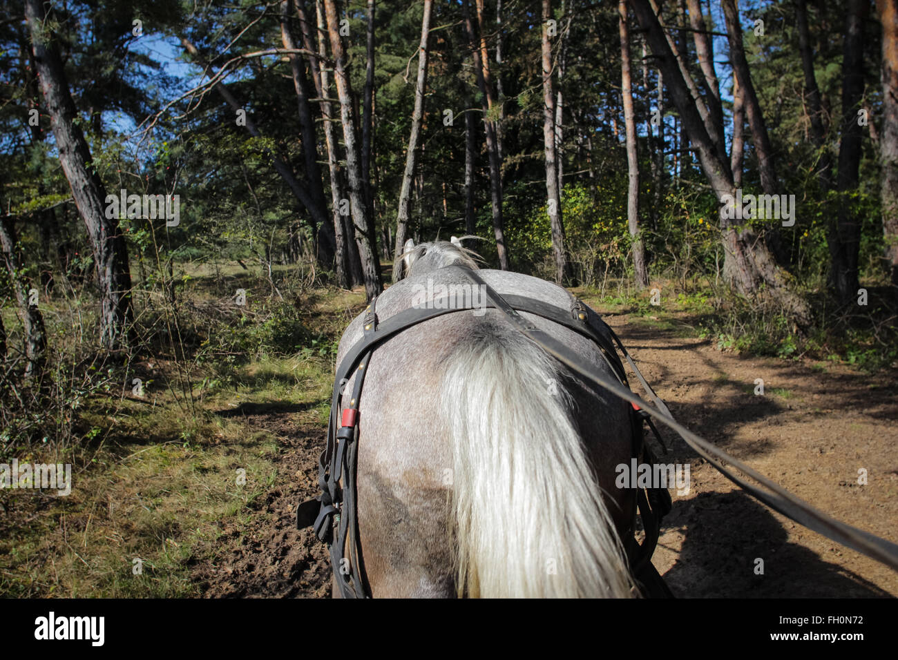 Image d'un cheval tirant une charrette à travers une forêt, vu de derrière, en Transylvanie, Roumanie Banque D'Images