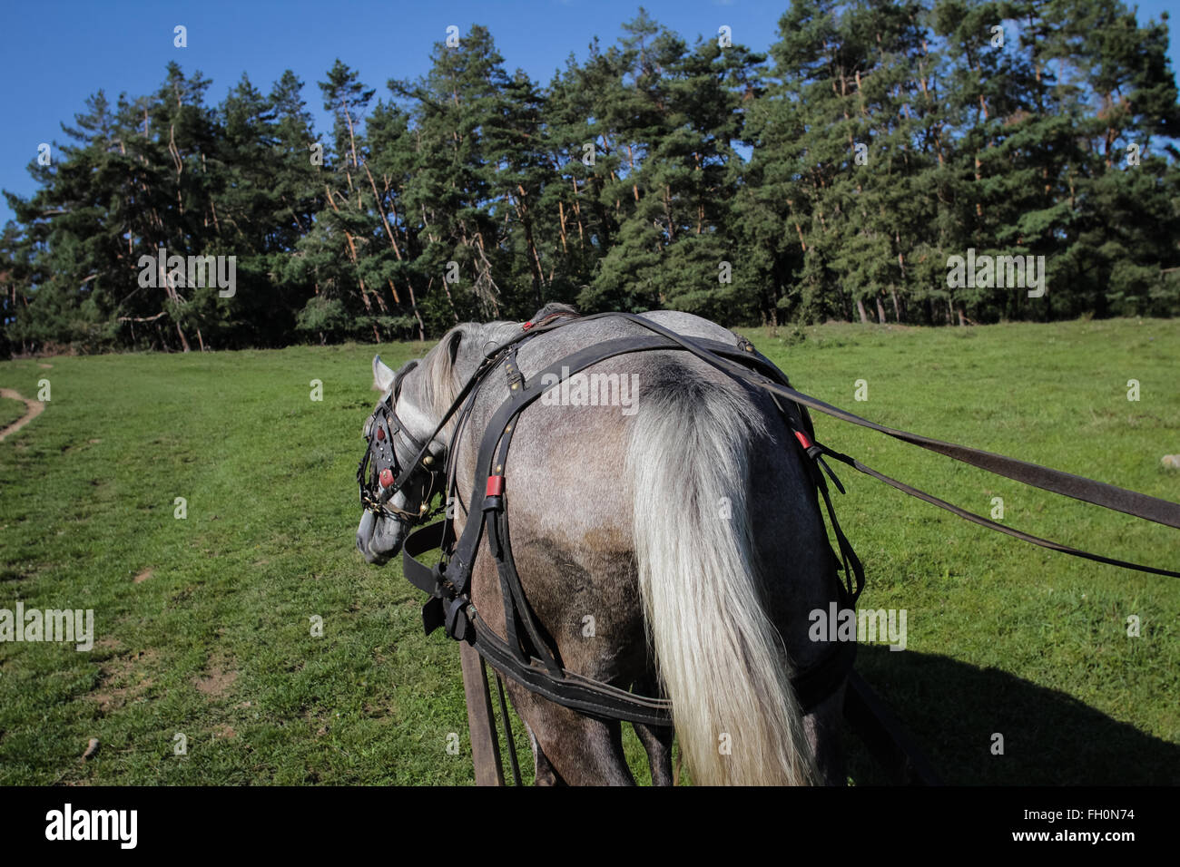 Image d'un cheval tirant une charrette à travers un champ vert, vu de derrière, en Transylvanie, Roumanie Banque D'Images