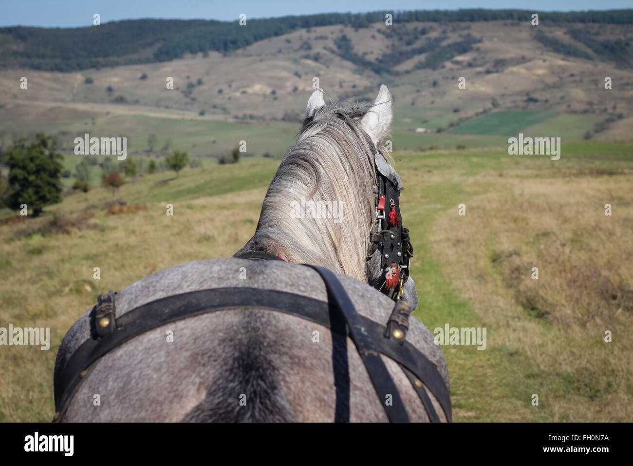 Image d'un cheval tirant une charrette à travers un champ vert, vu de derrière, en Transylvanie, Roumanie Banque D'Images