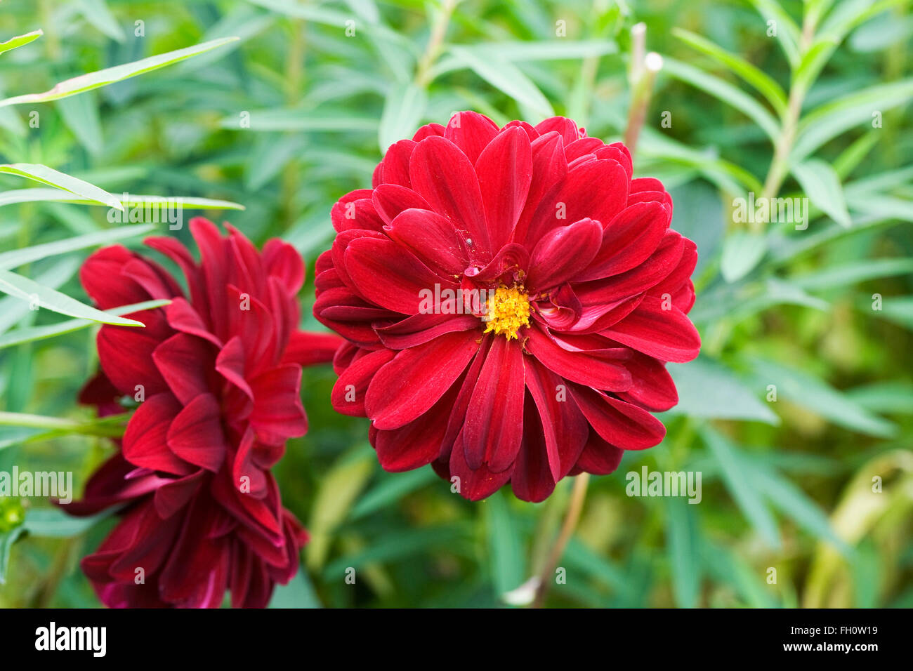 Dahlia 'Arabian night' fleurs. Banque D'Images