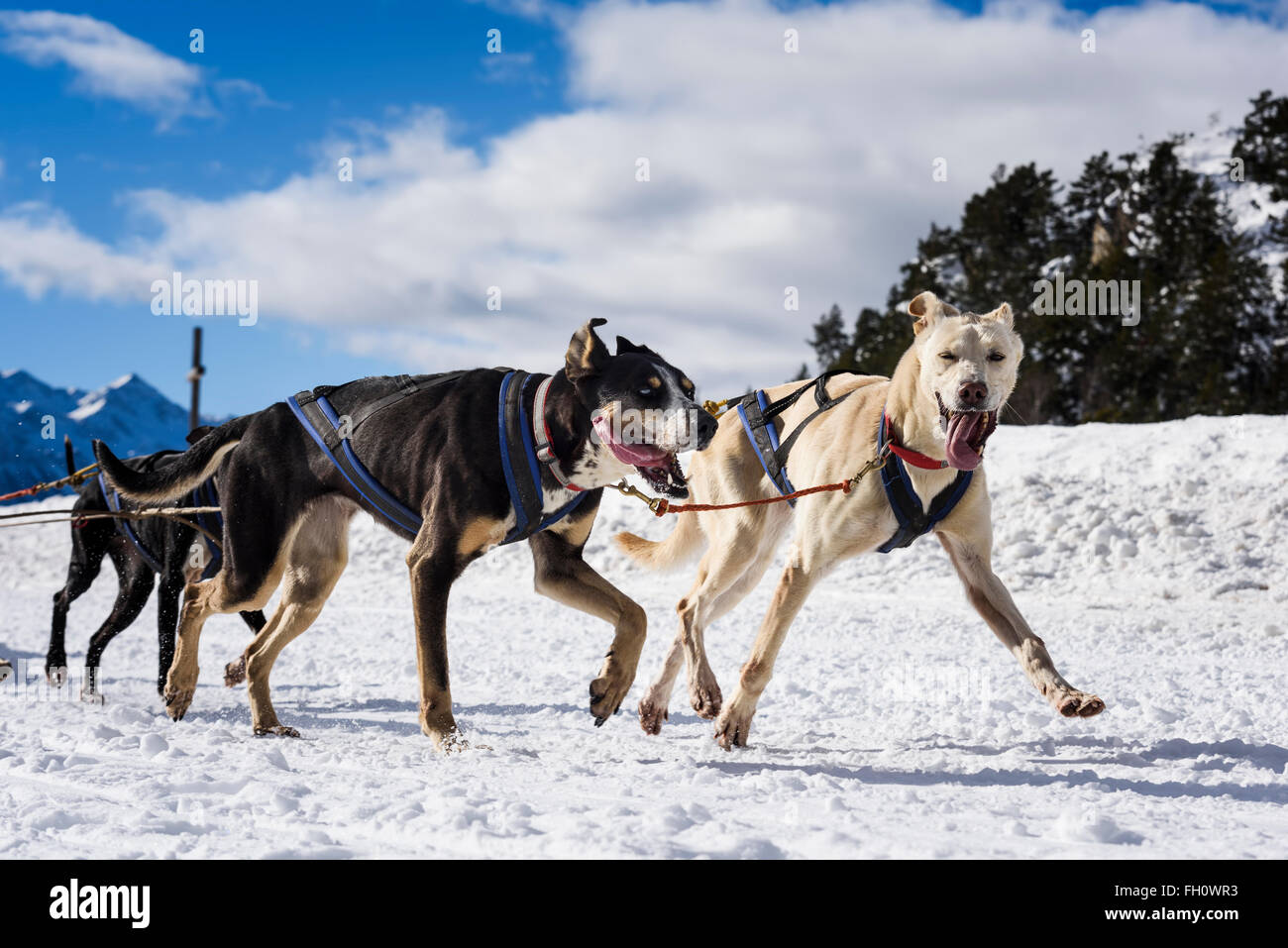 Musher attelage conducteur et Husky Sibérien à neige Hiver concours course en forêt Banque D'Images