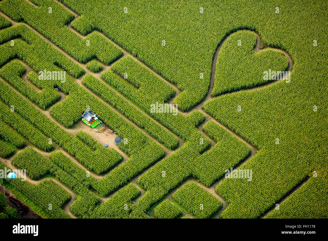 Labyrinthe avec un coeur dans le labyrinthe de maïs, maïs, coeur vert, forme de coeur, en forme de cœur, Herten, Ruhr Banque D'Images
