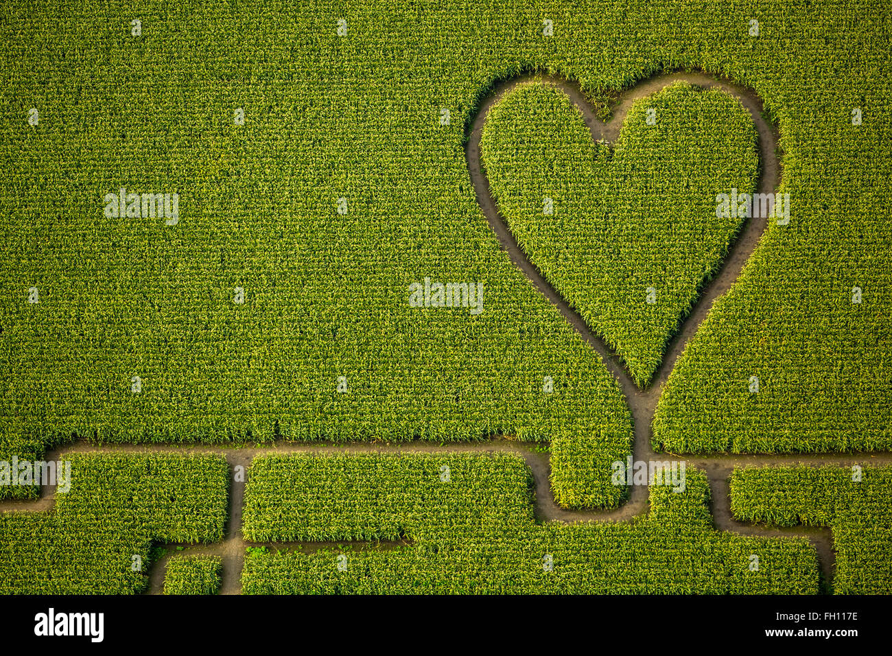 Labyrinthe avec un coeur dans le labyrinthe de maïs, maïs, coeur vert, forme de coeur, en forme de cœur, Herten, Ruhr Banque D'Images